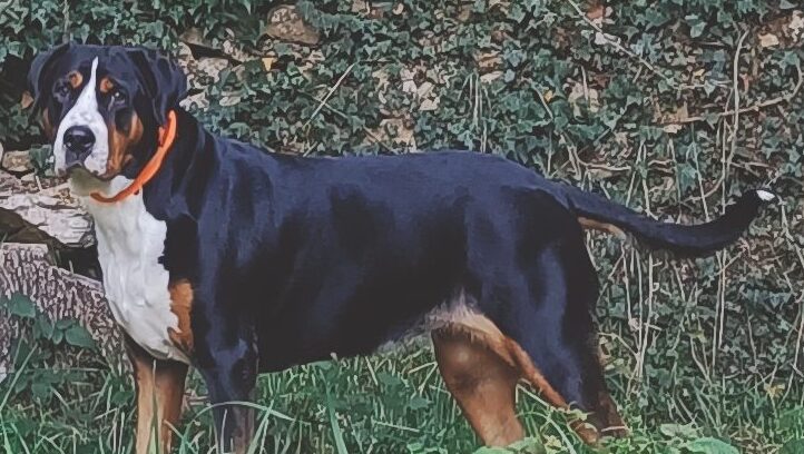 I tesori di Nirasca I tesori di Nirasca